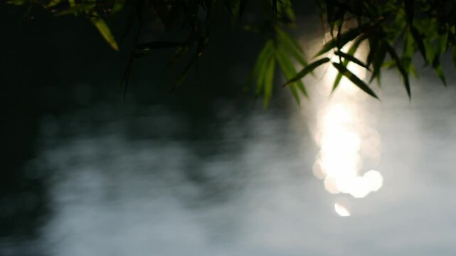 Vibrant bamboo leaves backlit by warm golden afternoon sunlight creating glowing yellow-green tones over blurred lake background