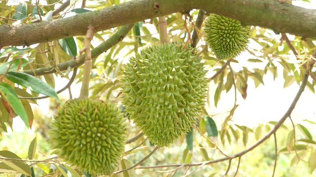 Beautiful view of three young baby durian fruits hanging vertically on a sturdy branch, glowing under natural sunlight with a nicely blurred background.