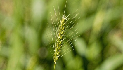 Fototapeta premium Vibrant green wheat spikelet stands tall against a soft, blurred natural background, showcasing agricultural growth and potential harvest