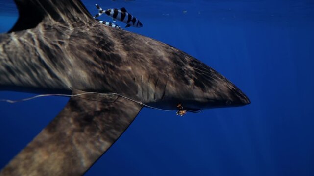 Close-up of oceanic whitetip shark with remora fish. Iconic pelagic species displays slow, elegant movement in deep sea. Perfect harmony between shark and cleaner companions. Responsible eco-tourism