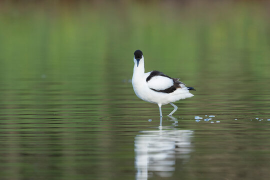 Pied avocet Recurvirostra avosetta in a marsh in Brittany