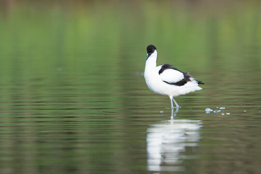 Pied avocet Recurvirostra avosetta in a marsh in Brittany