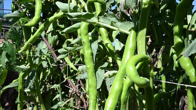 Broad bean plants (Vicia faba) growing in an organic vegetable garden. Close-up of green fava bean pods ripening on the stalk with support wires. Sustainable farming and homegrown food concept.