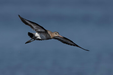 Fototapeta premium Black-tailed Godwit Limosa limosa in a swamp in Brittany
