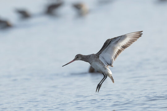 Black-tailed Godwit Limosa limosa in a swamp in Brittany