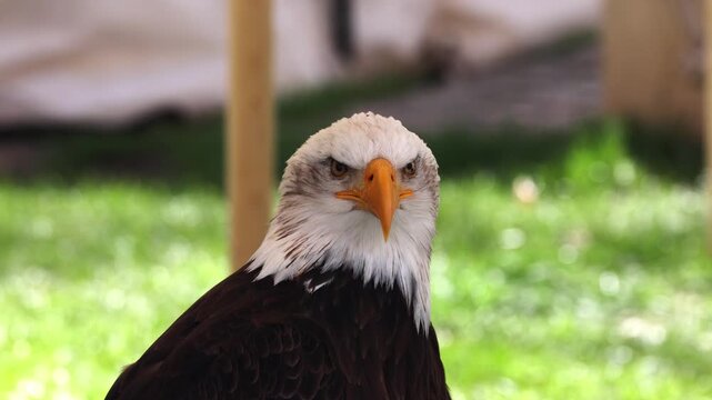 Magnificent bald eagle turning its head and calling with its beak open in a green environment in slow motion