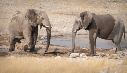 Fototapeta premium Two African Elephants at a waterhole in Etosha National Park, Namibia, Africa