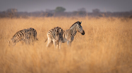 Obraz premium Plains Zebra in the Nata Bird Sanctuary, Botswana, Africa
