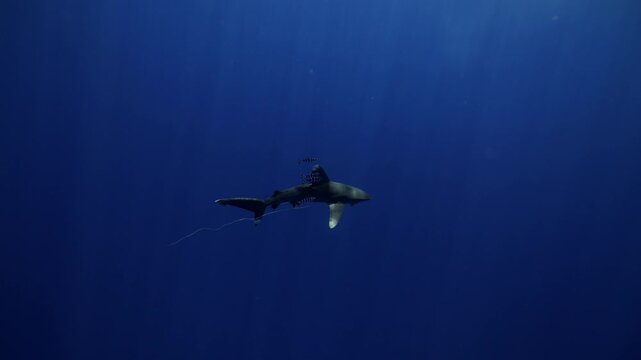 Underwater freediver and sperm whale. Two species meet in deep. Sperm whale and diver meet in open ocean under strict ethical guidelines. Responsible eco-tourism supports marine protection education.