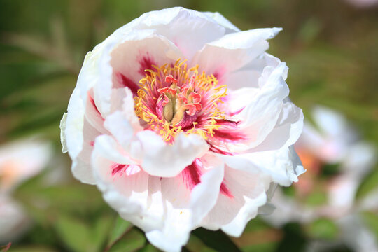 fleur pivoine