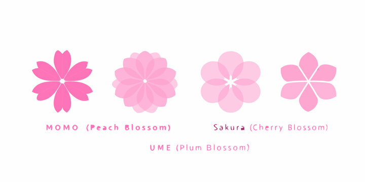 Floral comparison graphic of peach cherry and plum blossoms