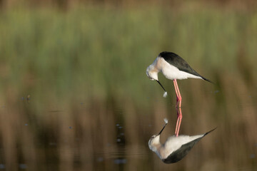 Fototapeta premium Black-winged Stilt Himantopus himantopus in Brittany, France