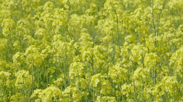 一面に咲き誇る鮮やかな黄色の菜の花、春の陽光に包まれた日本の美しい風景　Vibrant field of blooming yellow nanohana (canola) flowers in the spring sunshine.