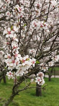 Beautiful almond tree branch with white and pink flowers blooming in early spring. The delicate blossoms gently sway in a lush green orchard Petrin