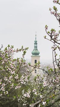 Beautiful view of prague's petrin lookout tower framed by flowering almond tree branches. A windy day in spring with blossoms moving gently Petrin