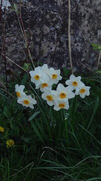 White daffodils swaying in wind near stone wall, vertical format