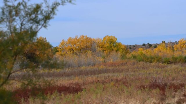 A vibrant autumn landscape featuring yellowed cottonwood trees and green juniper bushes along a canyon.