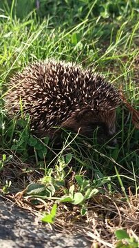 Little wild hedgehog in grass close up