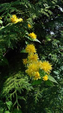 Blooming yellow japanese kerria flowers gently moving in the wind among green foliage in spring