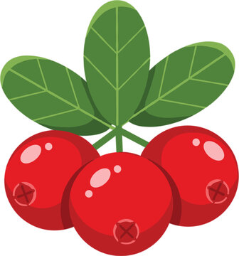 Bright red cranberry berries with green leaves, fresh organic fruit vector illustration for healthy food, juice, winter harvest and festive design