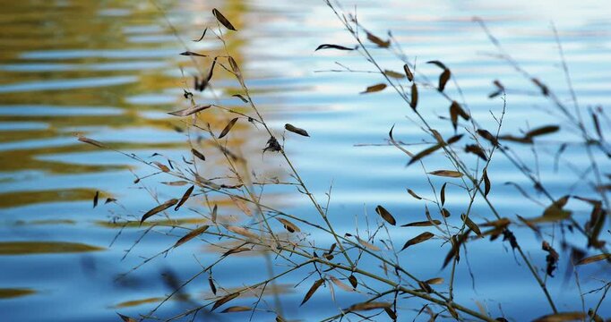 Peaceful daytime river footage with a gentle breeze creating soft ripples on the water. Surrounded by lush green natural landscape, captured in 4K resolution at 50fps, offering a calm and relaxing