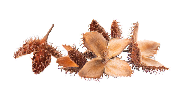 Beechnuts seeds isolated on white background. European beech nuts or Fagus sylvatica. Clipping path.