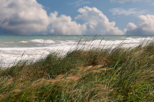 Vegetazione in spiaggia