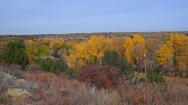 A vibrant autumn landscape featuring yellowed cottonwood trees and green juniper bushes along a canyon.