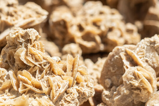 Gros plan sur des roses des sables