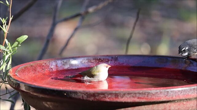 Red-browed Finches bathing with interruptions from Grey Fantail, South Australia