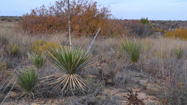 A species of yucca, likely Yucca glauca (commonly known as soapweed yucca), growing among xerophytic vegetation in Oklahoma, USA.