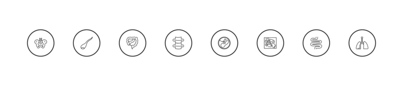 outline human body parts icons set - large intestine, spine bone, human fetus. editable vector for web and mobile ui