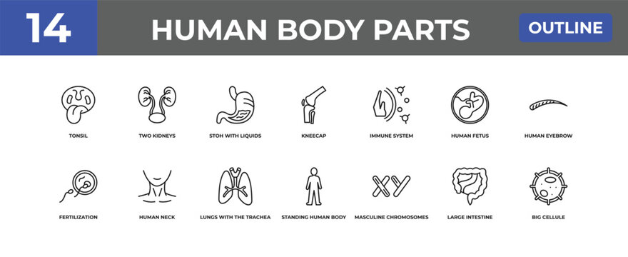 outline human body parts icons set - tonsil, two kidneys, large intestine. editable vector for web and mobile ui