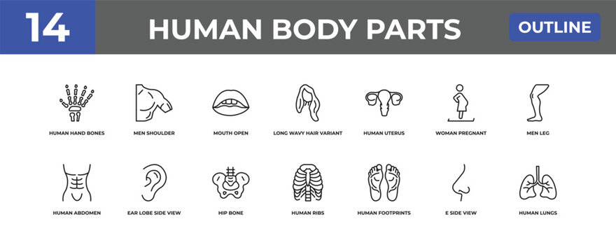 outline human body parts icons set - human hand bones, men shoulder, e side view. editable vector for web and mobile ui