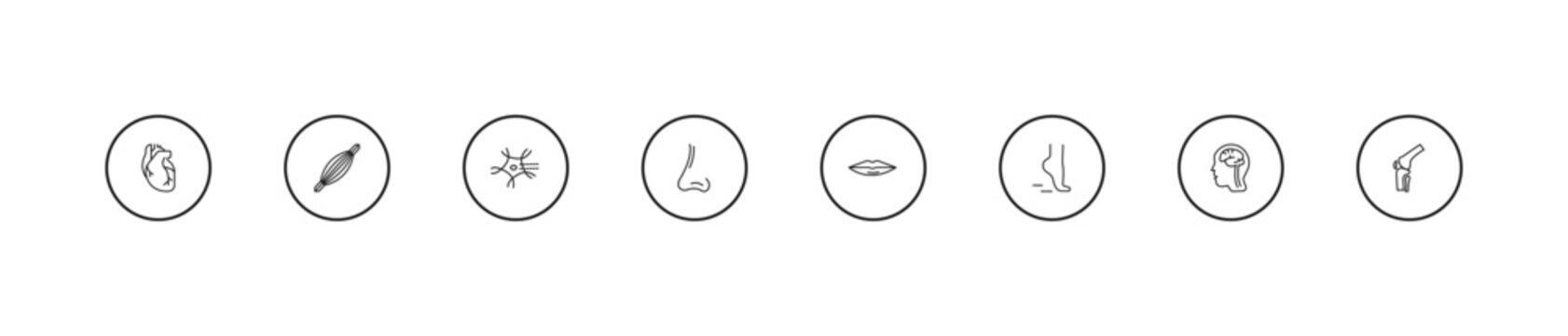 outline human body parts icons set - neuron, male e of a line, thin lips. editable vector for web and mobile ui