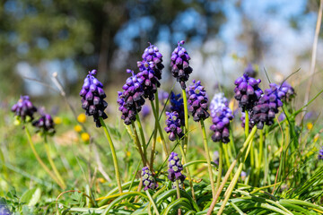 Fototapeta premium Muscari commutatum (Dark Grape Hyacinth) in natural environment