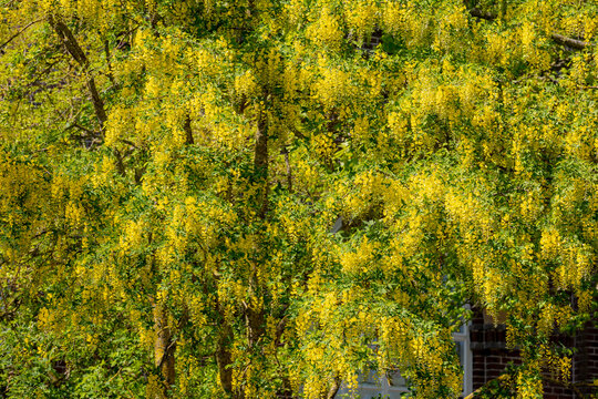 Selective focus of blossoms Laburnum anagyroides (Golden chain or Golden rain) is a species in the subfamily Faboideae, Yellow flowers swag down on the tree with green leaves, Nature floral background