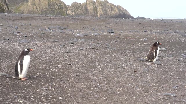 A wide stationary shot of Gentoo penguins standing on the dark volcanic sands of Elephant Point, Livingston Island, surrounded by thousands of molted white feathers