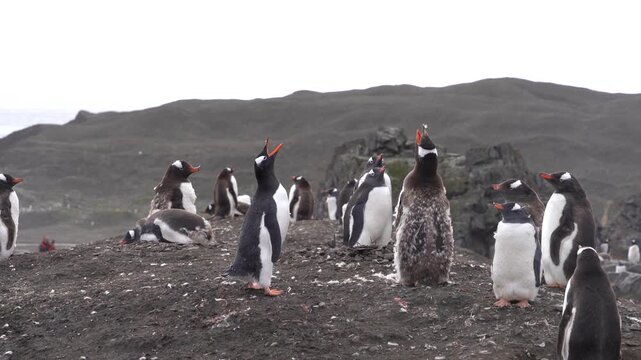 A stationary medium shot of Gentoo penguins vocalizing (ecstatic display) and molting on a dark volcanic ridge at Elephant Point, Livingston Island, set against a barren Antarctic landscape
