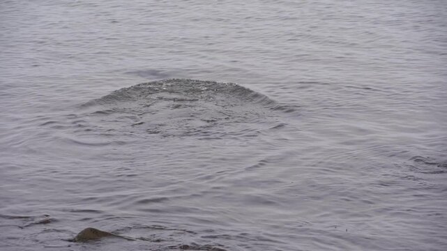 A stationary shot of a single Gentoo penguin swimming at the water's surface, navigating the calm, dark waters of the Southern Ocean off the coast of Livingston Island