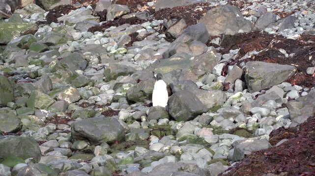 A stationary medium shot of a Gentoo penguin standing amongst large volcanic rocks and lichen-covered boulders at Elephant Point, showcasing natural camouflage in a rugged landscape