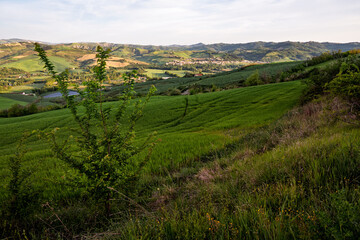 Fototapeta premium Morning view of Rio Salso village and the surrounding hills seen from the road between Montefabbri and Urbino n morning, with soft early light illuminating the green fields, Marche, Italy