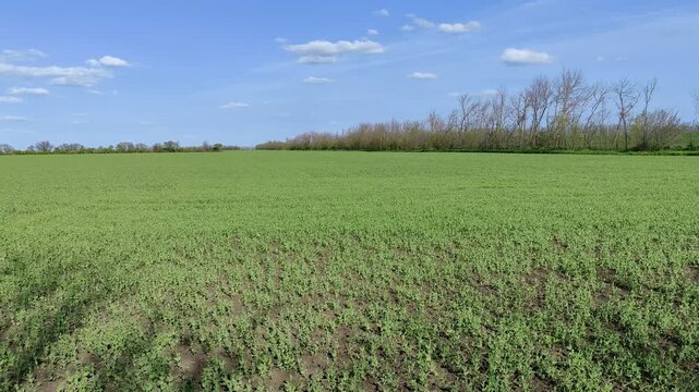 Young pea shoots on agricultural field, sunny spring weather