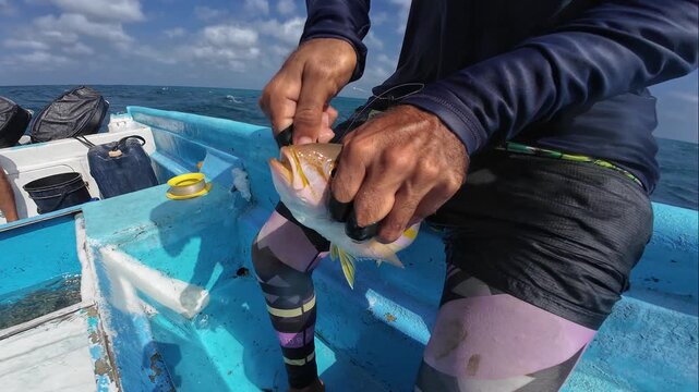 Hands of fisherman removing a hook from a snapper and picking live sardine bait from a water tank on fishing boat during a sunny day at sea