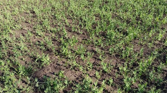 Young pea shoots on agricultural field, sunny spring weather