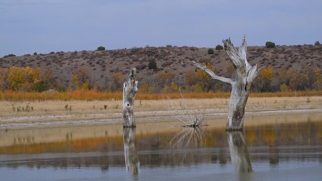 Dry, dead trees standing in a desiccating lake, wildlife of Oklahoma in autumn. Lake Carl Etling