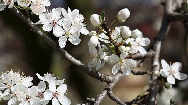 Blooming wild plum flowers on branch in Petrin Hill park in Prague, Czech Republic. Bright spring sunlight and soft blurred background create natural seasonal atmosphere.