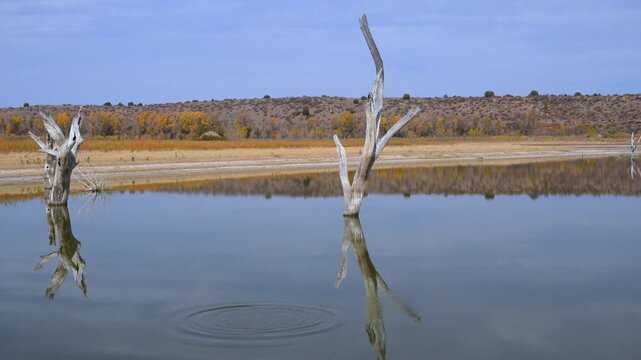 Dry, dead trees standing in a desiccating lake, wildlife of Oklahoma in autumn. Lake Carl Etling