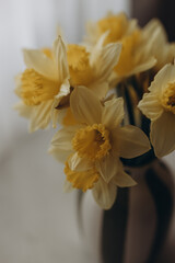 Fototapeta premium close up of a yellow flower