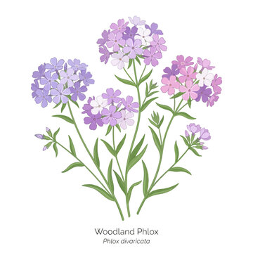 Woodland Phlox Flower Vector Illustration | Spring Wildflower Botanical Artwork | Elegant Nature Floral Design